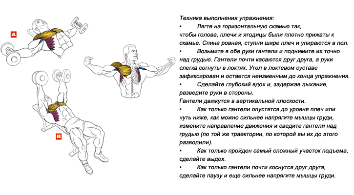 План тренировок для груди