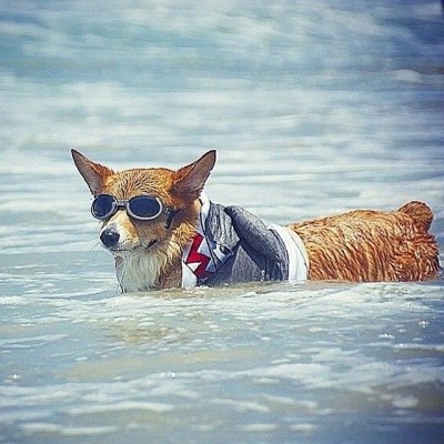 фото Super Corgi JOJO. Собака серфер