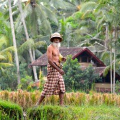 rice-farmer-in-ubud-bali