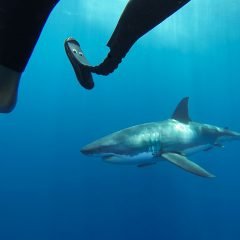 Фотография серфер Майк Кутс и акула