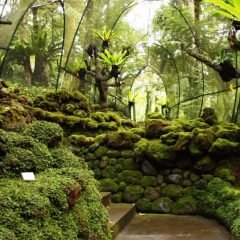 Изображение лестница в ботаническом парке на Бали