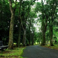 Изображение ботанический парк на Бали рядом с деревней Бедугул