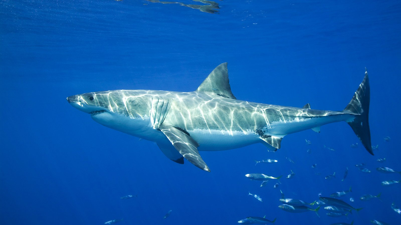 Белая акула 10 букв сканворд. Carcharodon carcharias. Акула сбоку. Большая белая акула. Акула вид с боку.