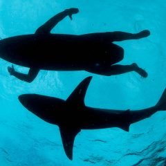 фото акула и серфер